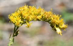 Solidago spectabilis