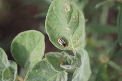 Poecilocapsus nigriger