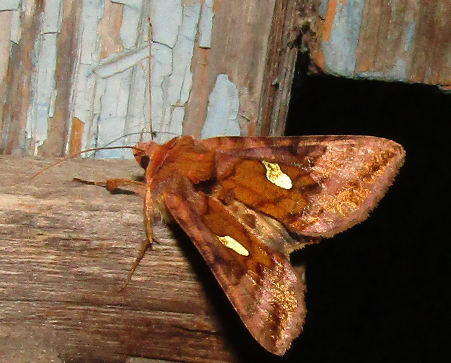 Autographa excelsa