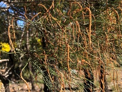 Allocasuarina inophloia