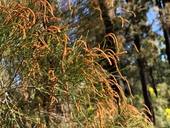 Allocasuarina inophloia