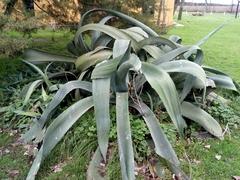 Agave mapisaga