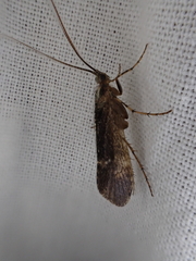 Limnephilus sparsus