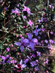 Boronia glabra