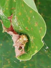Araneus pallidus