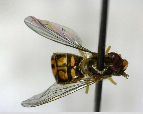 iNaturalist observation photo of Margined Calligrapher