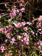 Boronia glabra
