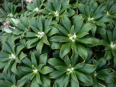 Macrolearia chathamica