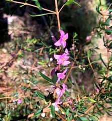 Boronia glabra