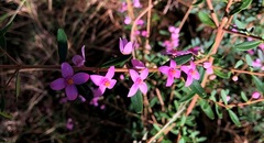 Boronia glabra