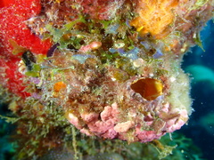 Polycarpa spongiabilis