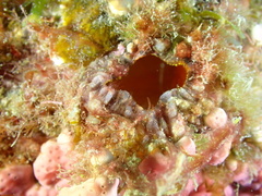 Polycarpa spongiabilis