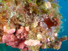 Polycarpa spongiabilis