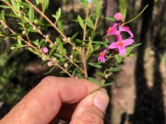 Boronia glabra