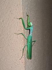 Hierodula transcaucasica