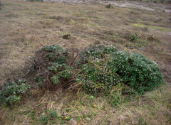Macrolearia chathamica