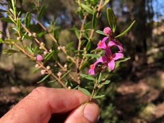 Boronia glabra