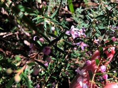 Boronia glabra
