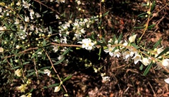 Boronia glabra