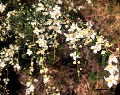 Boronia glabra