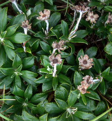 Macrolearia chathamica