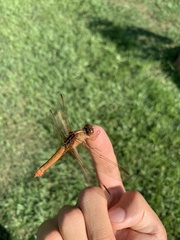 Libellula croceipennis