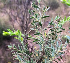 Daviesia filipes