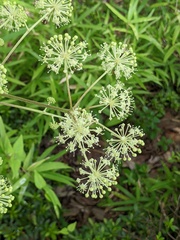 Aralia cordata
