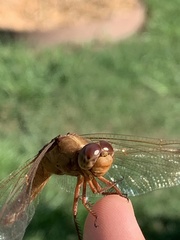 Libellula croceipennis