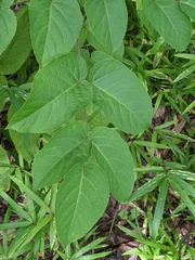 Aralia cordata
