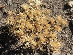 Navarretia intertexta