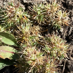 Navarretia intertexta