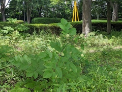 Aralia cordata
