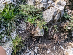 Linoideae