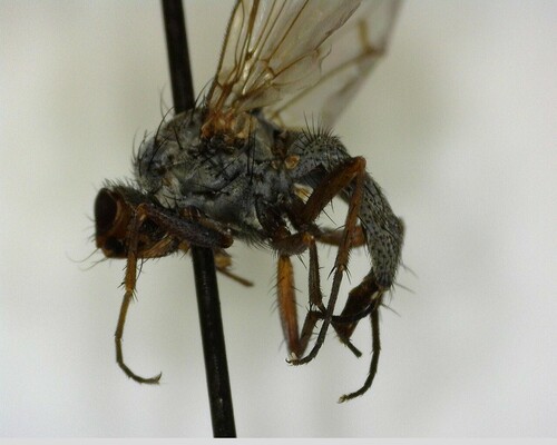 iNaturalist observation photo of House Flies and Allies