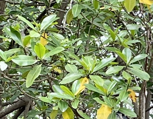 Rhizophora mangle - Leaves