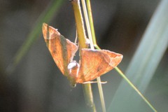 Eulithis testata