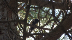 Parus major major