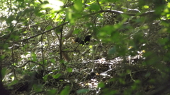 Turdus merula aterrimus