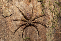 Heteropoda procera