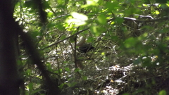Turdus merula aterrimus