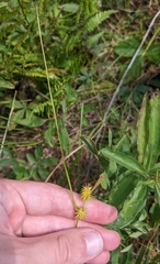 Carex cryptolepis
