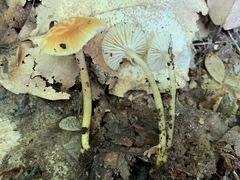 Media resource of Gliophorus laetus