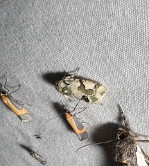 Emarginea percara