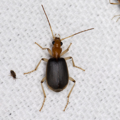 Brachinus adustipennis