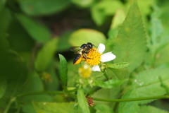 Megachile conjuncta