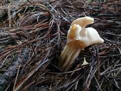 Helvella crispa