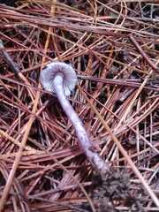 Inocybe geophylla