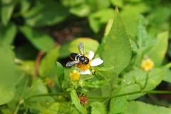 Megachile conjuncta