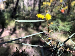 Acacia caroleae